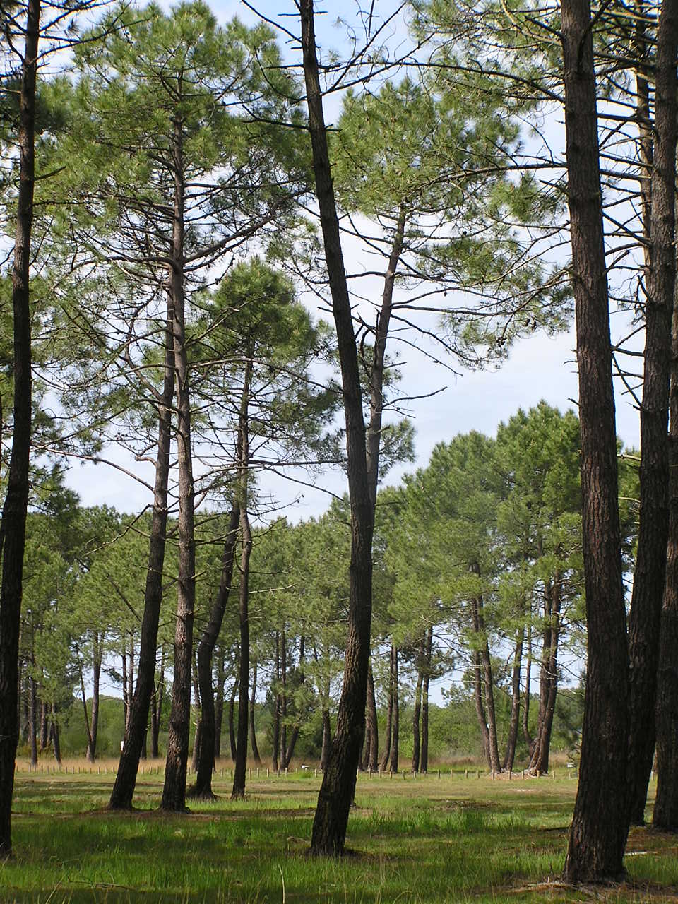 paysage des landes